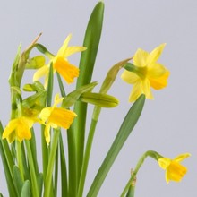 Daffodil bulb plant gift www.the gravesendflorist.co.uk